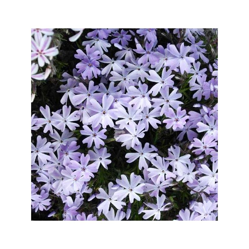 Phlox Emerald Cushion Blue - 6 stuks