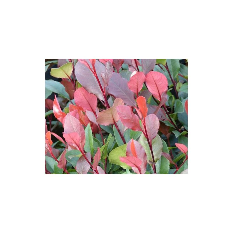 Photinia Fraseri 'Red Robin' - kegel