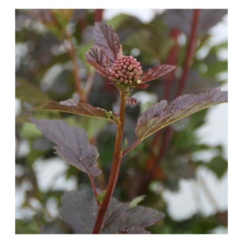 Physocarpus Diabolo