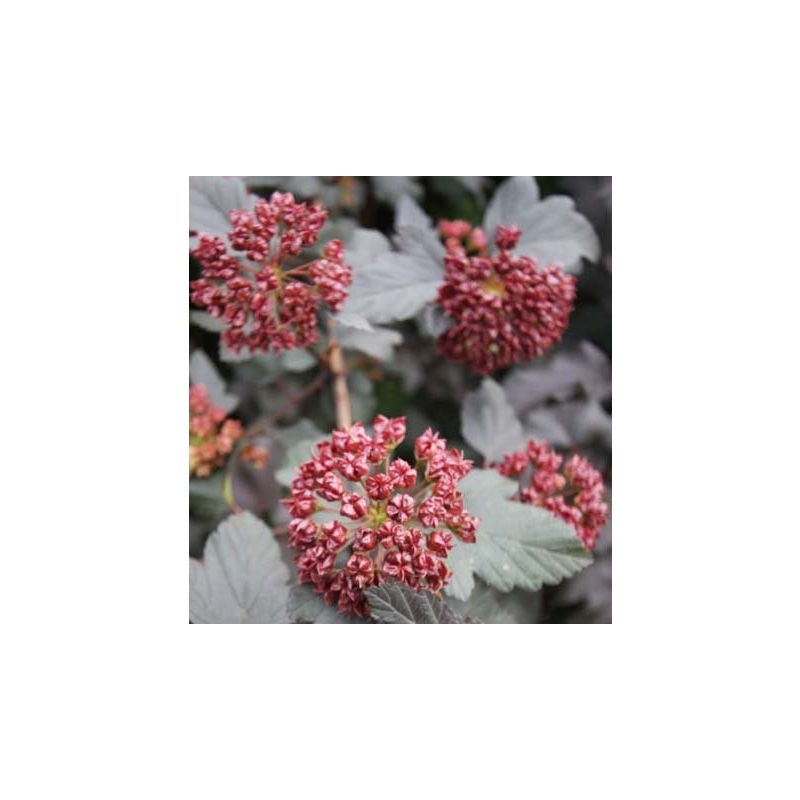 Physocarpus Red Baron