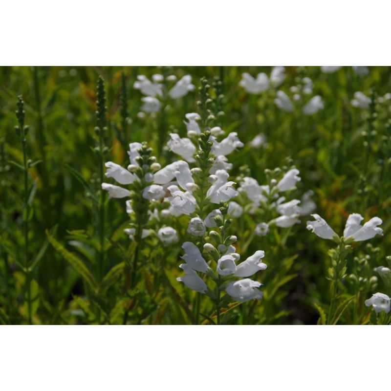 Physostegia virg. 'Alba' 6 stuks