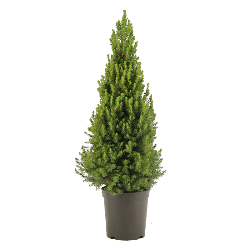 Picea glauca 'Conica' 90 cm