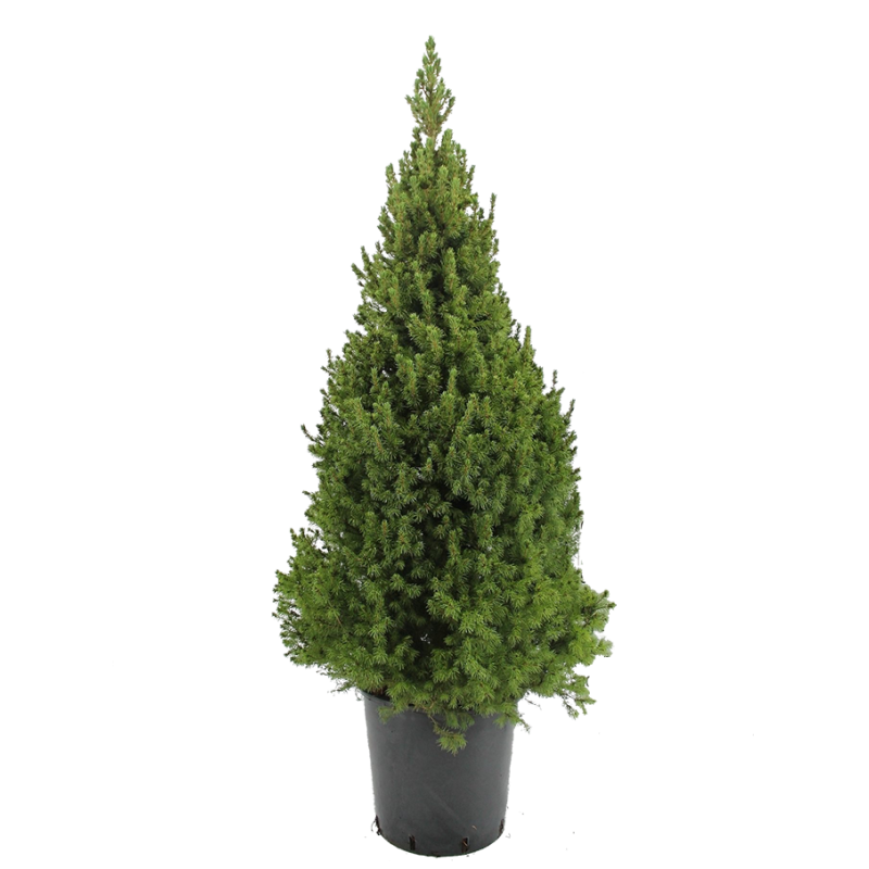 Picea glauca 'Conica'