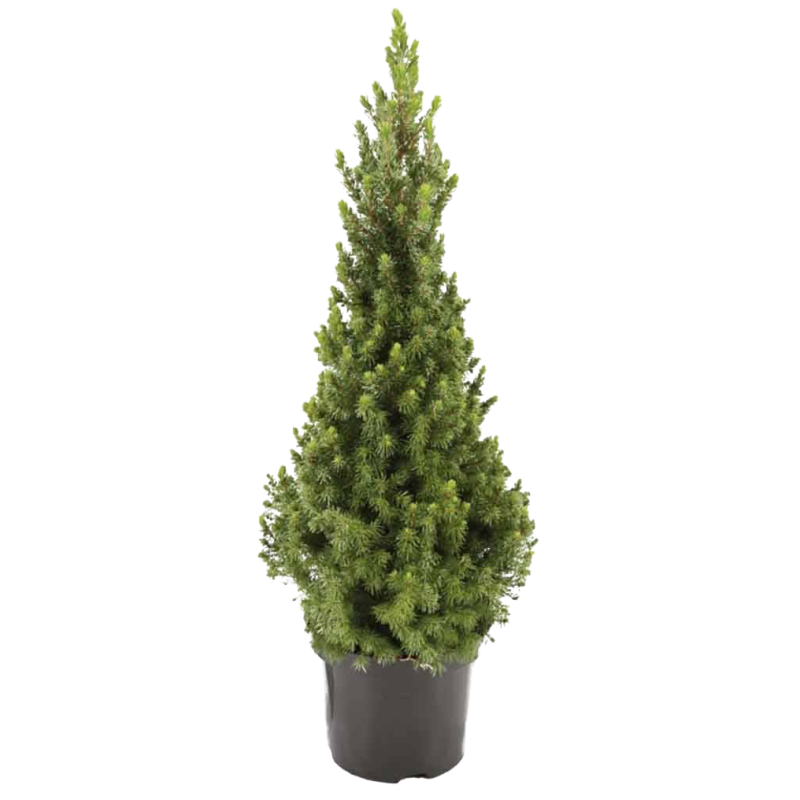 Picea Conica