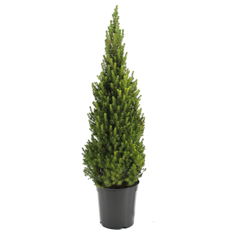 Picea glauca 'Conica' 80 cm