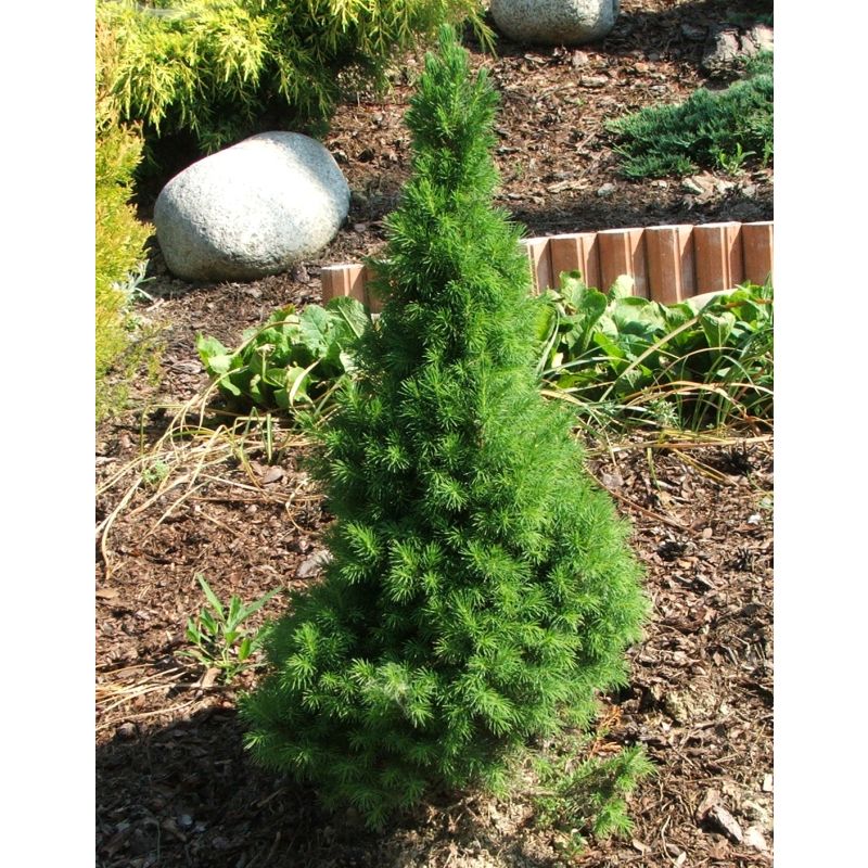 Picea glauca 'Conica' 50 cm