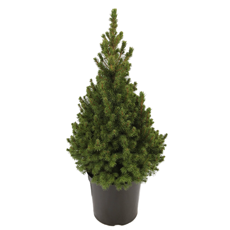 Picea glauca 'Conica' 50 cm