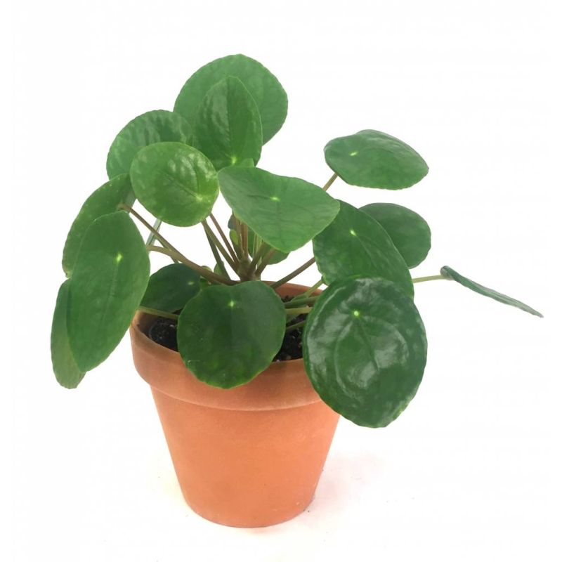 Pilea Peperomioides in Terracotta