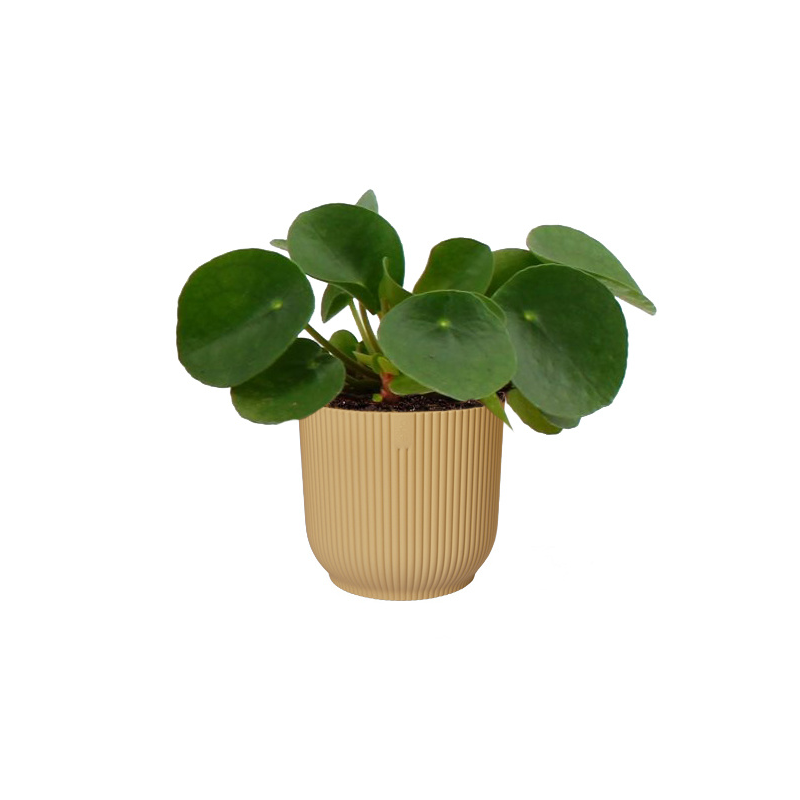 Pilea Peperomioides in Elho Vibes geel