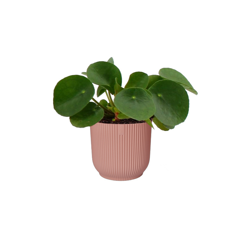 Pilea Peperomioides in Elho Vibes roze