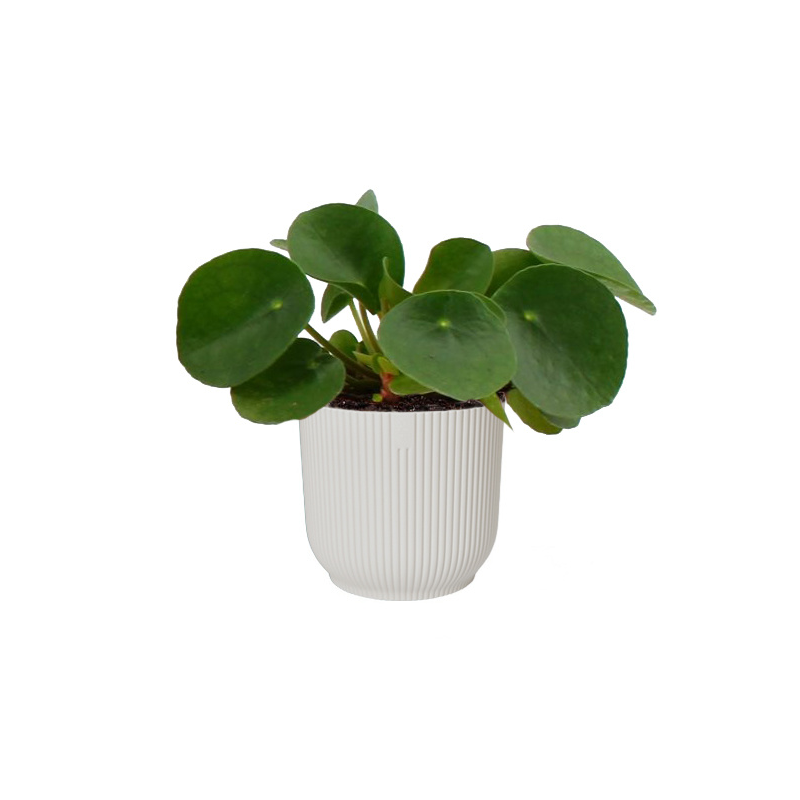 Pilea Peperomioides in Elho Vibes wit