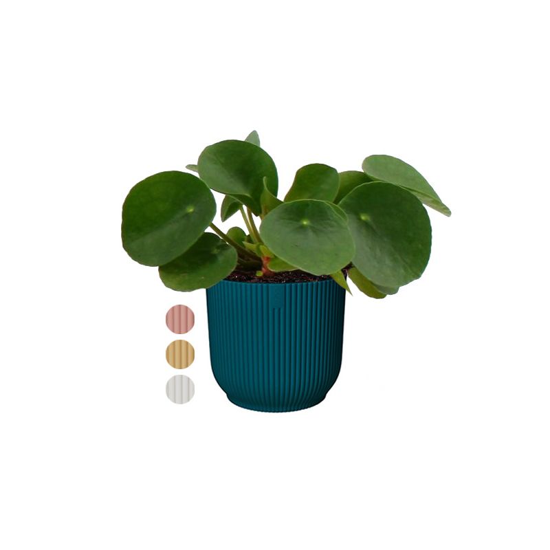 Pilea Peperomioides in Elho Vibes blauw