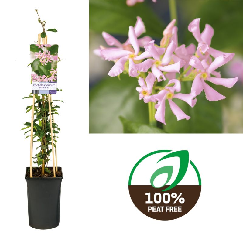 Trachelospermum Pink Air