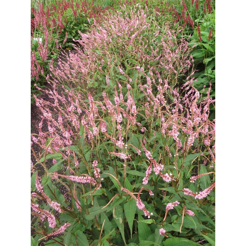 Persicaria Pink Elephant - 6 stuks