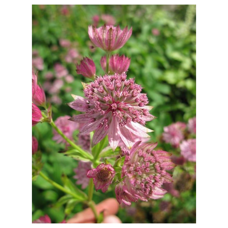 Astrantia Pink Pride - 6 stuks