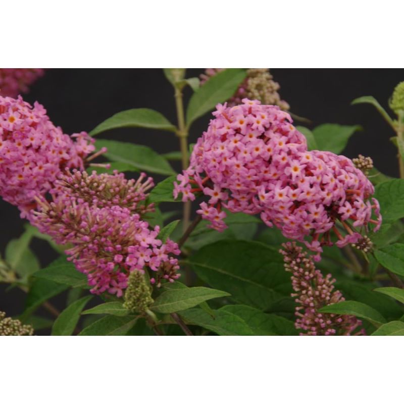 Buddleja Little Pink