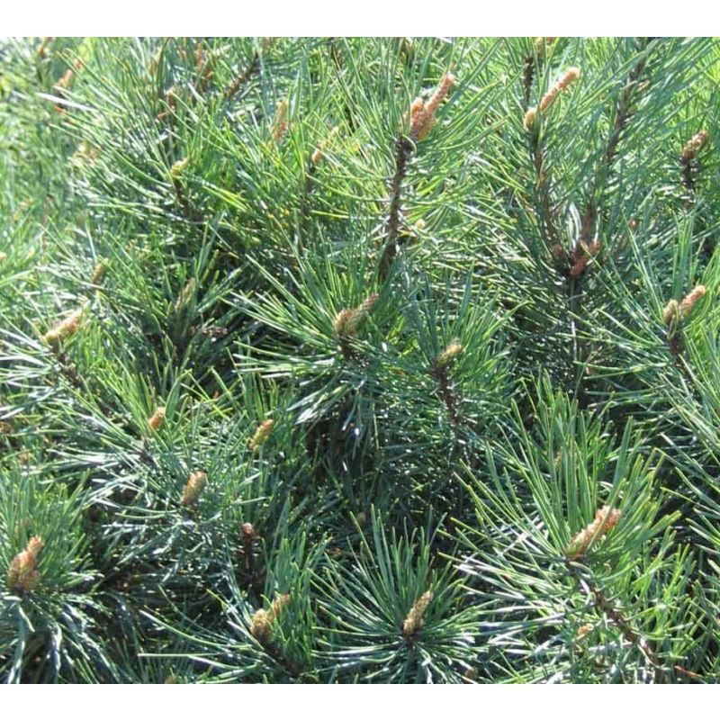 Pinus sylvestris Watereri Nana