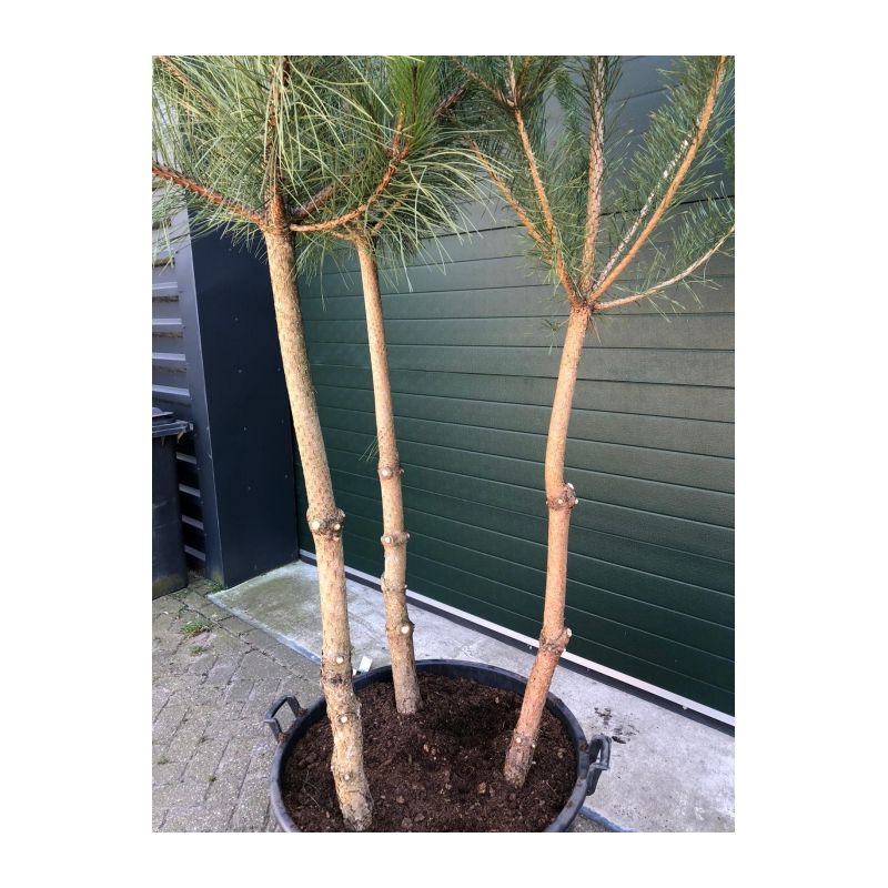 Pinus Sylvestris - meerstammig