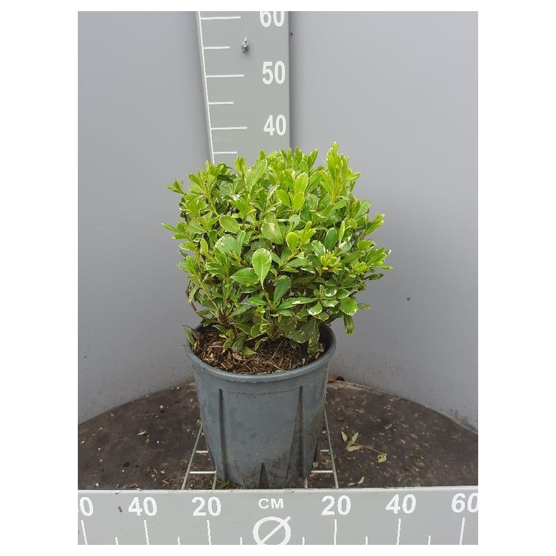 Pittosporum Variegatum