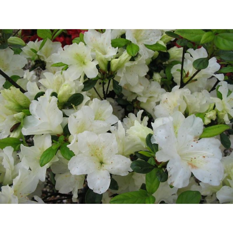 Rhododendron Pleasant White