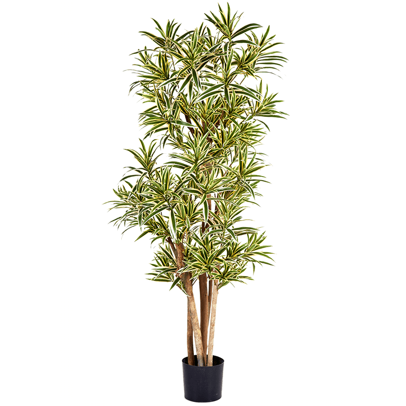 Pleomele Song of India - kunstplant