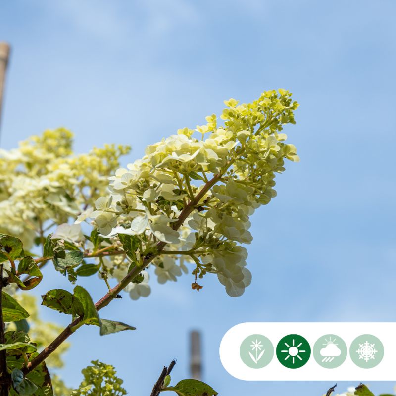 Hortensia paniculata Limelight - meerstammig