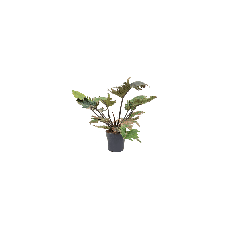 Philodendron Pluto