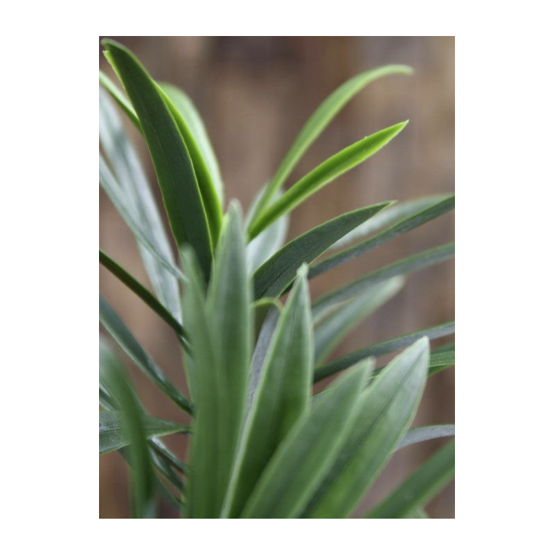 Podocarpus tak - kunstplant