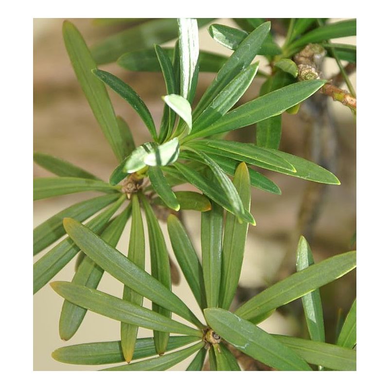 Podocarpus Macrophyllus multibol