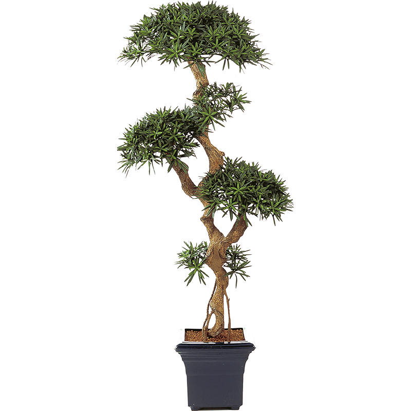 Podocarpus bonsai XXL - kunstplant