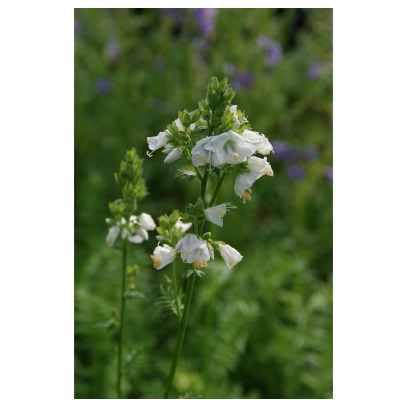 Polemonium caer. 'Album'- 6 stuks