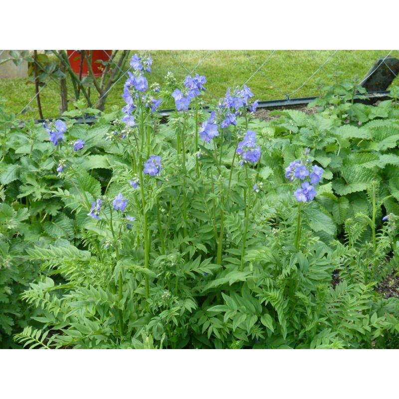 Polemonium caeruleum - 6 stuks