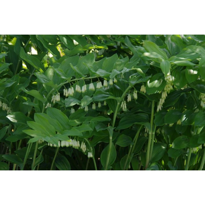 Polygonatum 'Weihenstephan' - 6 stuks