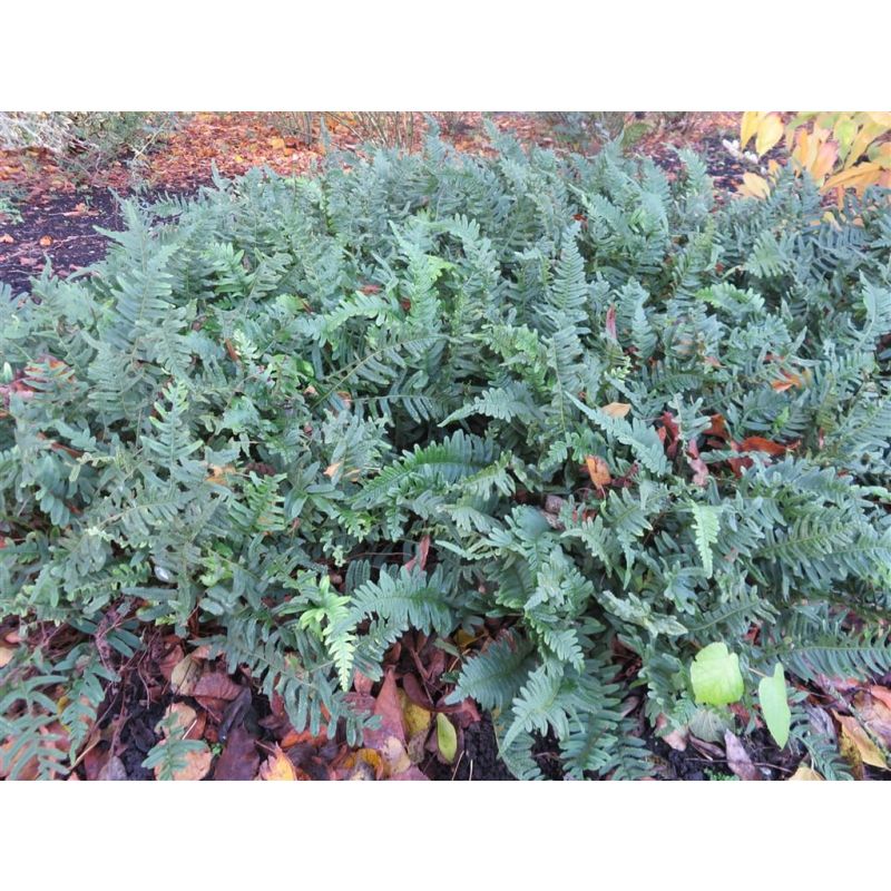 Polypodium vulgare - 6 stuks