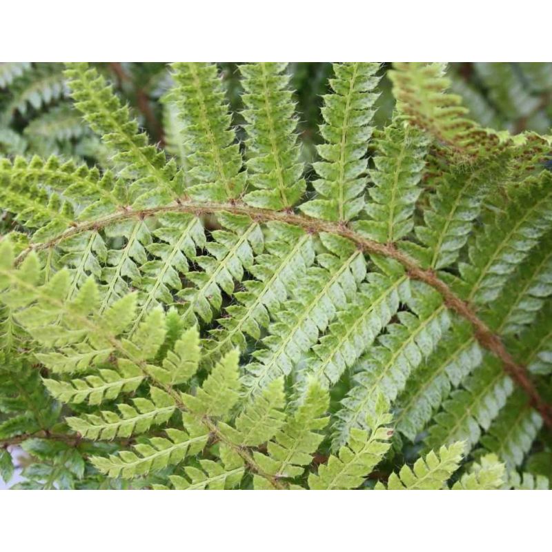 Polystichum polyblepharum - 6 stuks