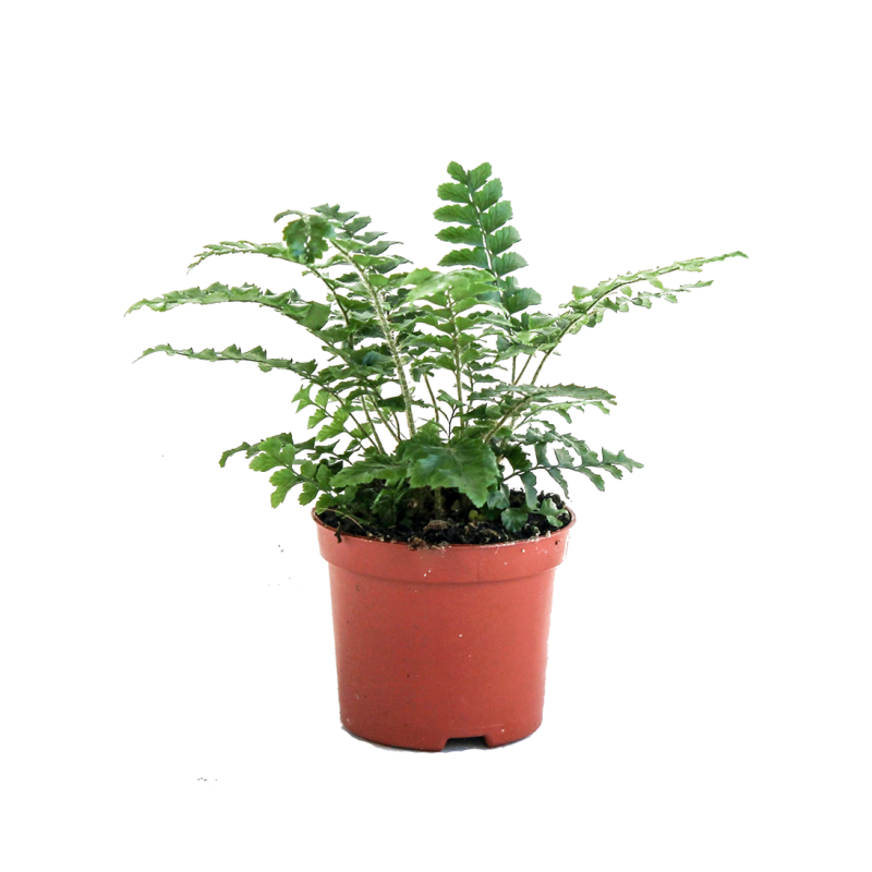 Polystichum polyblepharum - 6 stuks