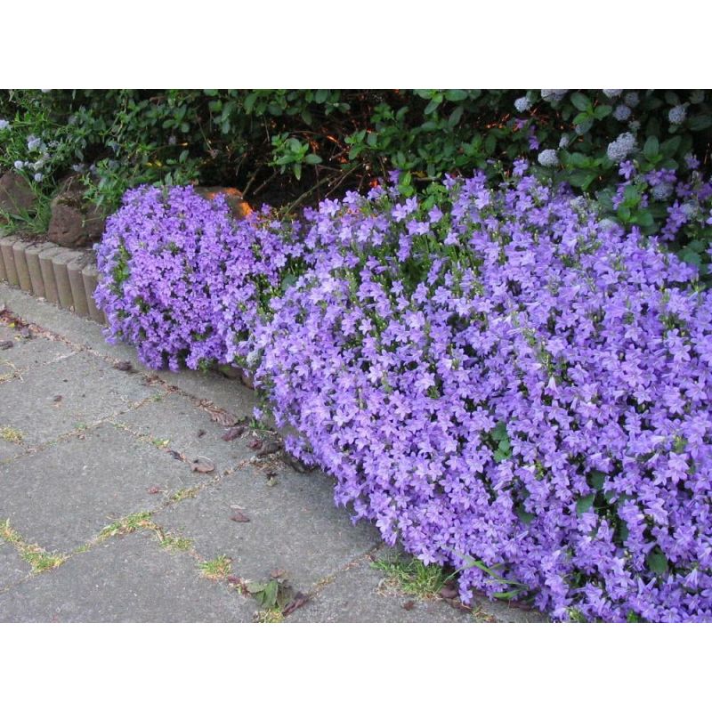 Campanula portenschlagiana - 6 stuks