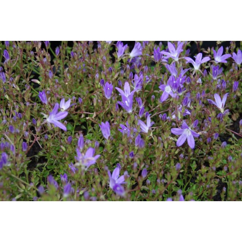 Campanula Stella - 6 stuks