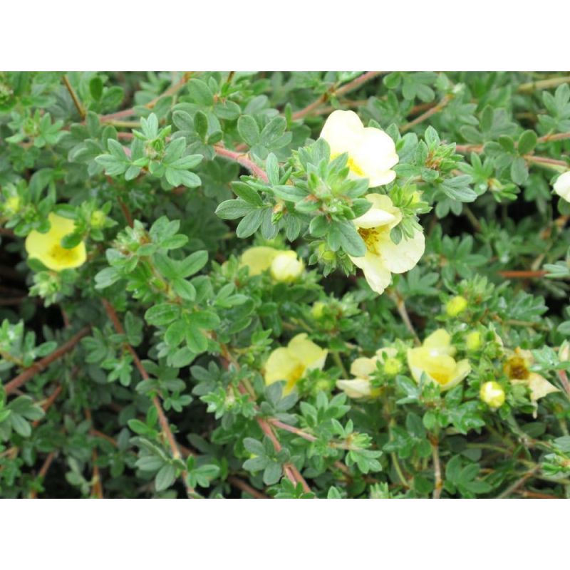 Potentilla Primrose Beauty - 6 stuks