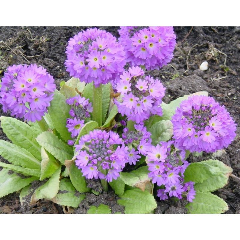 Primula Cashmeriana - 6 stuks