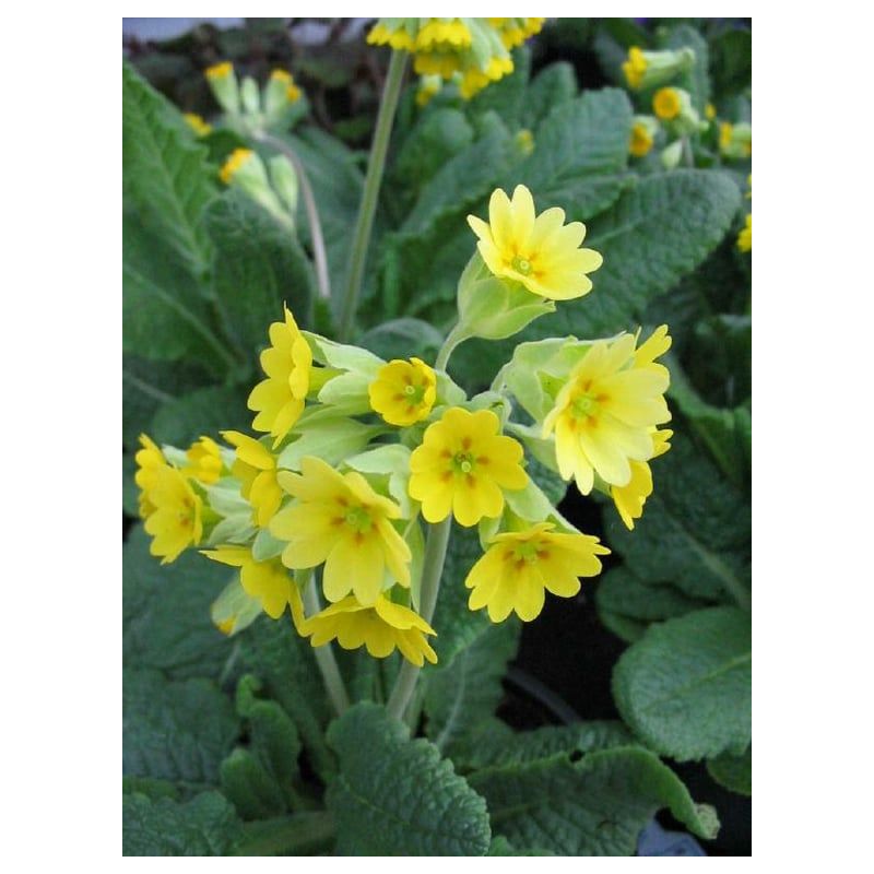 Primula veris - 6 stuks