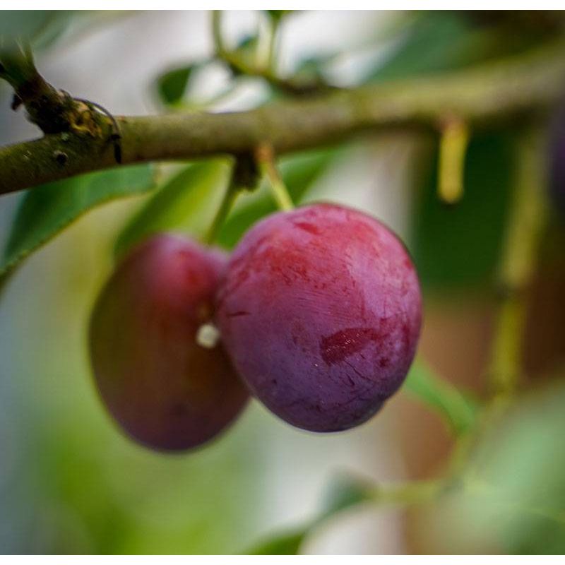 Prunus Domestica 'Opal' - leiboom