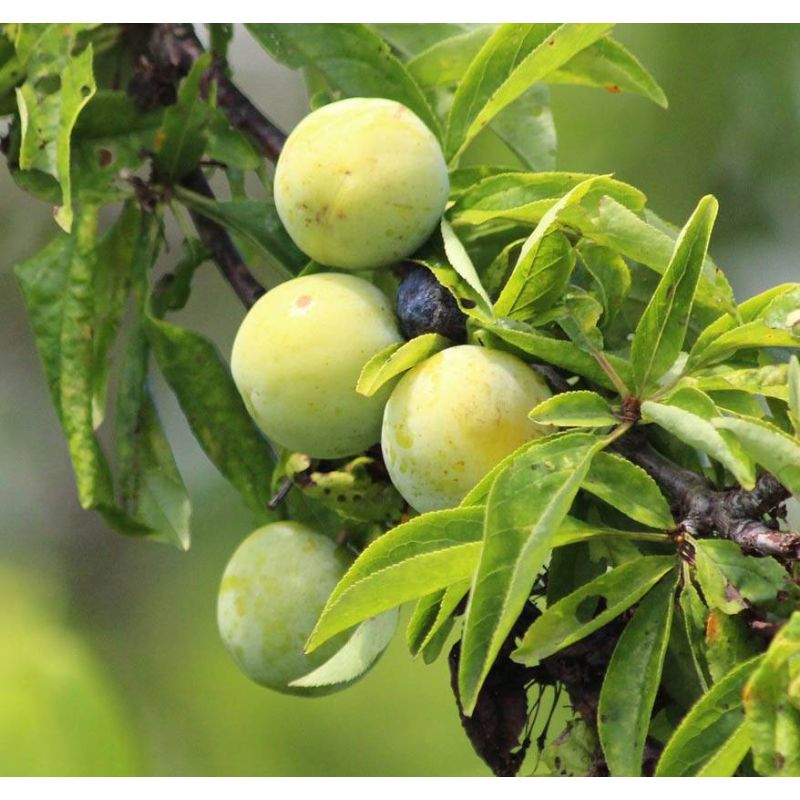 Prunus Domestica 'Reine Claude Verte' - leiboom