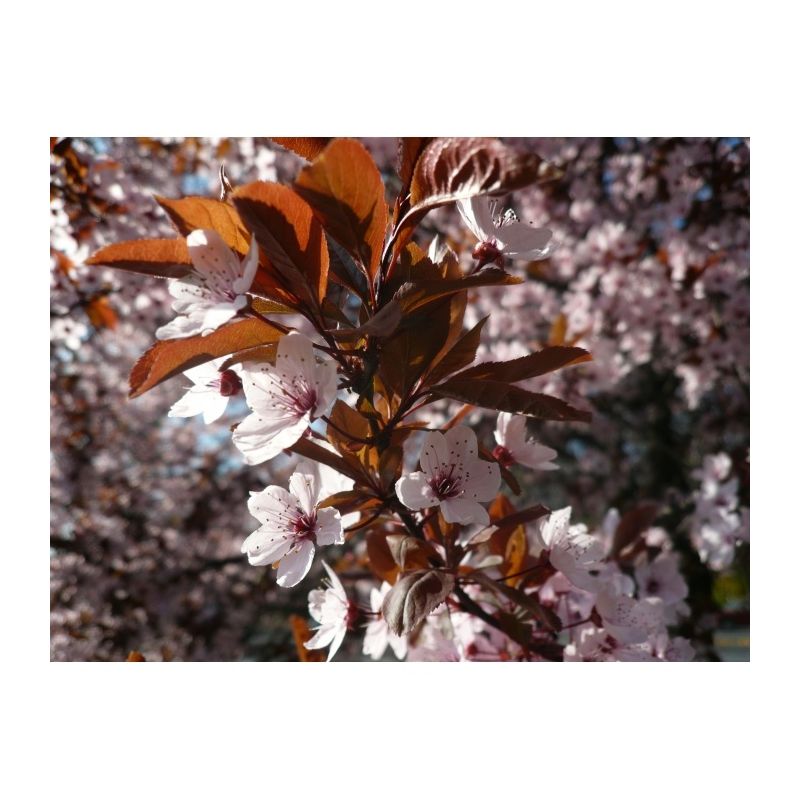 Prunus Cerasifera 'Nigra' 