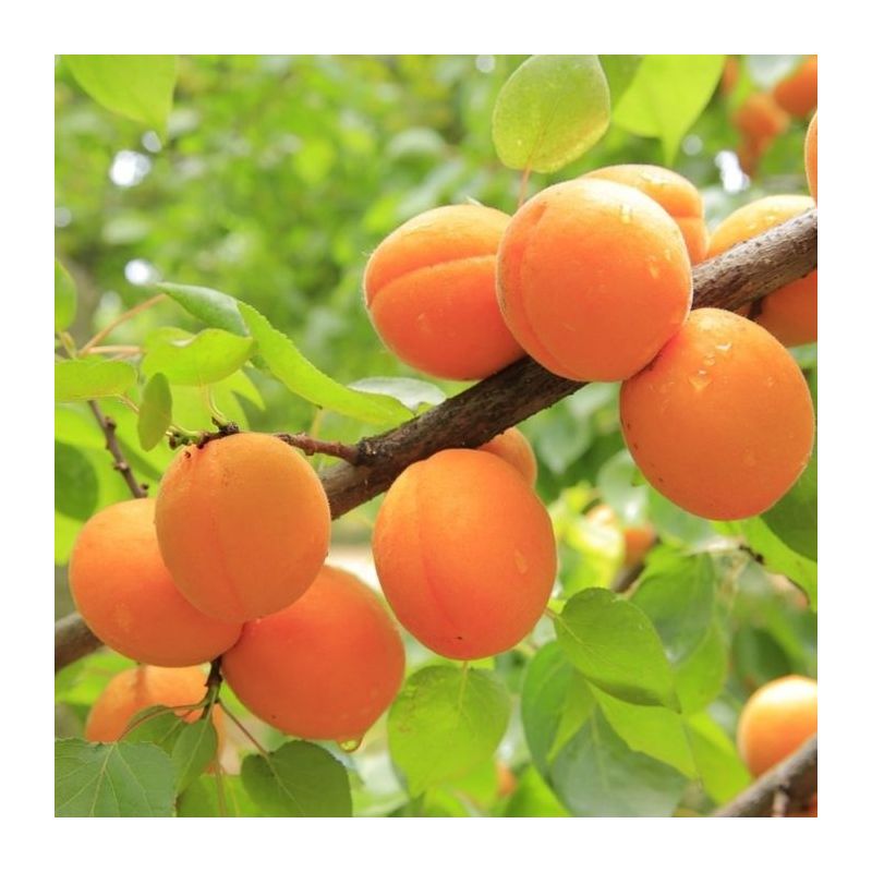 Prunus Armeniaca 'Tros Oranje'