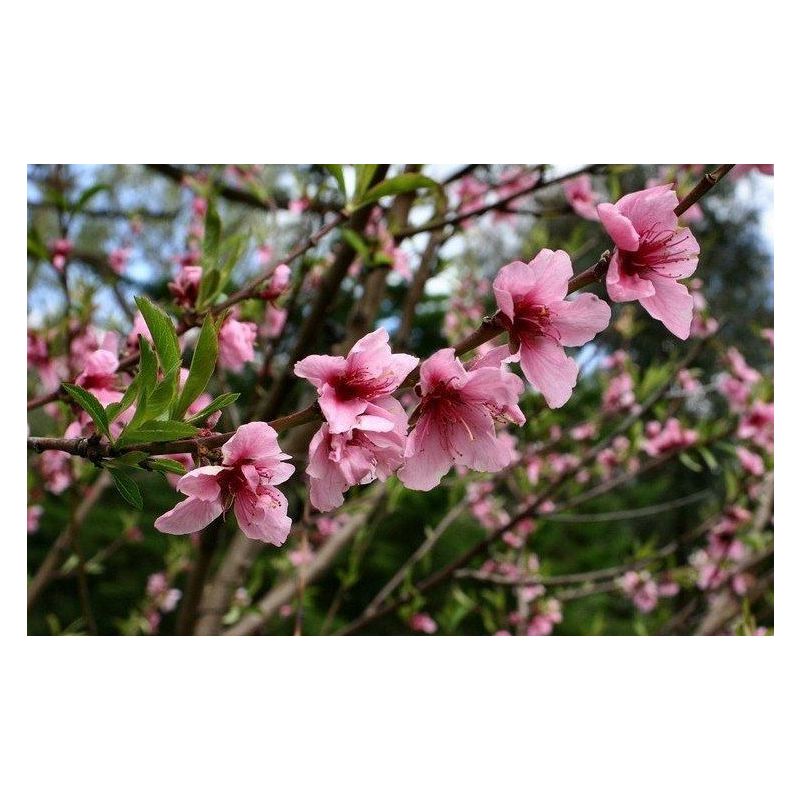 Prunus Persica Nucipersica 'Madame Blanchet' - leiboom