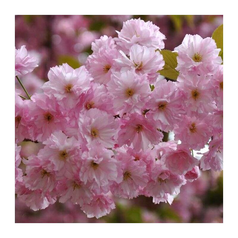 Prunus Serrulata Kanzan - dakboom