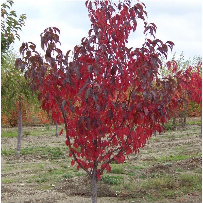 Prunus Serrulata 'Royal Burgundy' - meerstammig