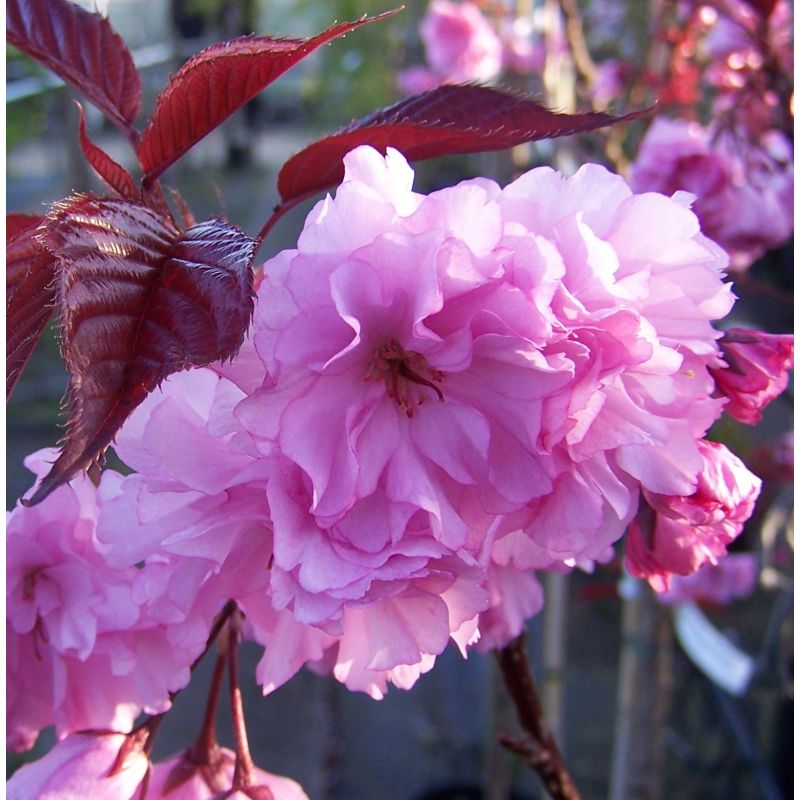 Prunus Serrulata 'Royal Burgundy' - leiboom