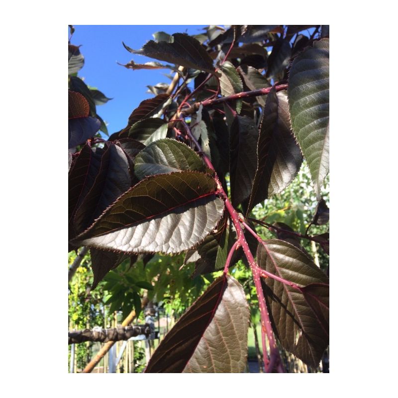 Prunus Serrulata 'Royal Burgundy' - meerstammig